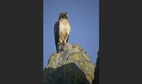 Zwergadler (Aquila pennata)