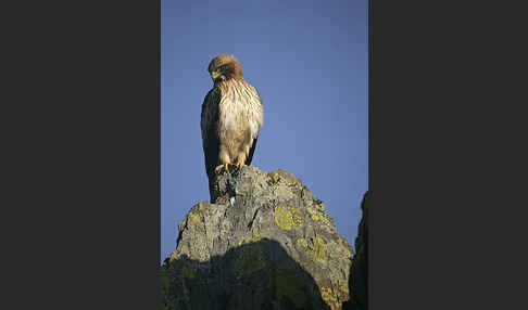 Zwergadler (Aquila pennata)