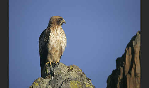 Zwergadler (Aquila pennata)