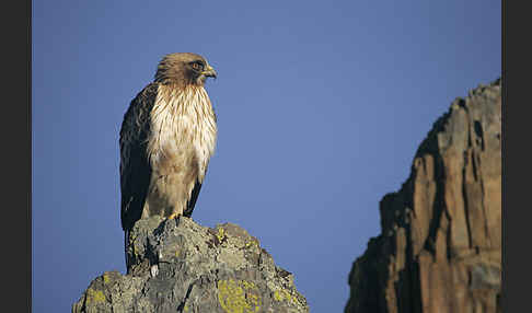 Zwergadler (Aquila pennata)