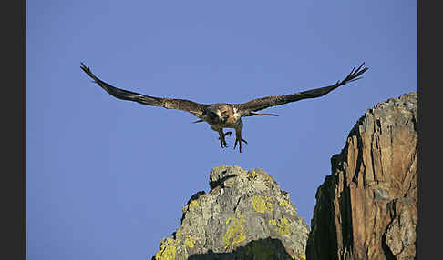 Zwergadler (Aquila pennata)