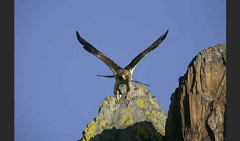 Zwergadler (Aquila pennata)