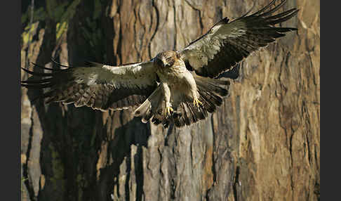 Zwergadler (Aquila pennata)