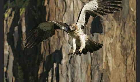 Zwergadler (Aquila pennata)