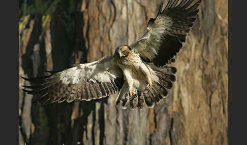 Zwergadler (Aquila pennata)