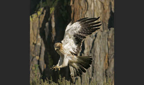 Zwergadler (Aquila pennata)