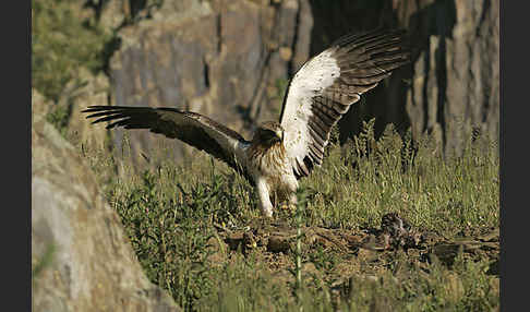 Zwergadler (Aquila pennata)