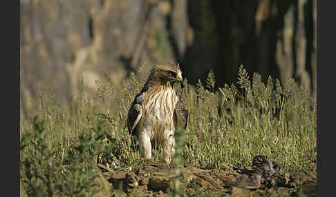 Zwergadler (Aquila pennata)