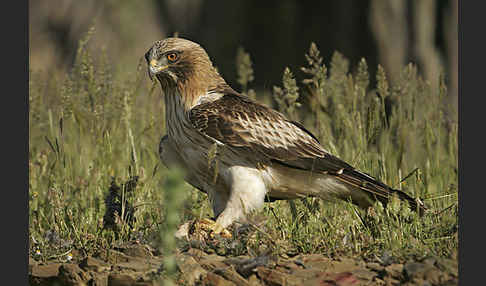 Zwergadler (Aquila pennata)