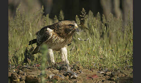 Zwergadler (Aquila pennata)