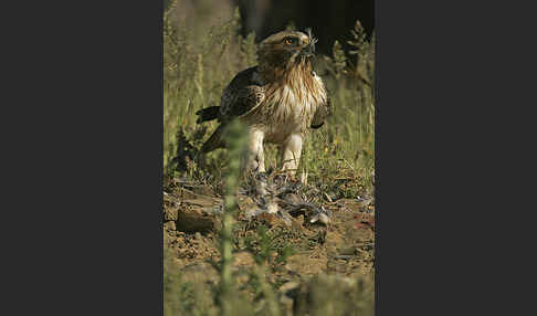 Zwergadler (Aquila pennata)