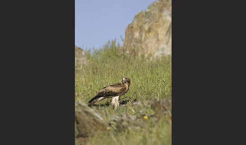 Zwergadler (Aquila pennata)