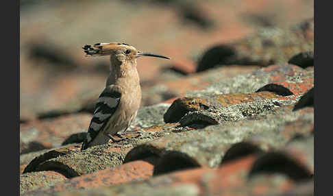 Wiedehopf (Upupa epops)