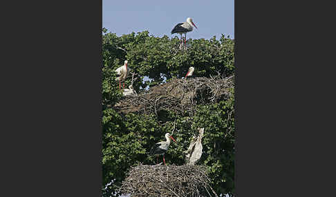 Weißstorch (Ciconia ciconia)