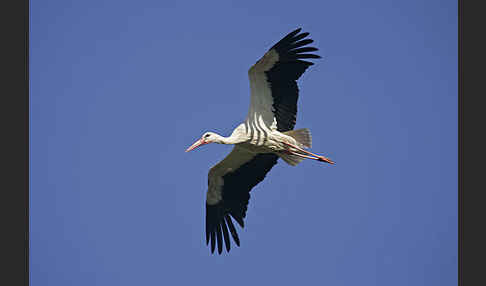 Weißstorch (Ciconia ciconia)