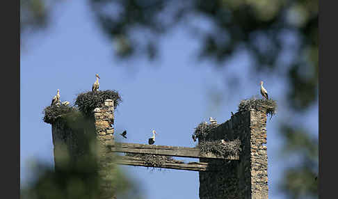 Weißstorch (Ciconia ciconia)