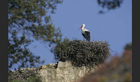 Weißstorch (Ciconia ciconia)