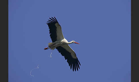 Weißstorch (Ciconia ciconia)