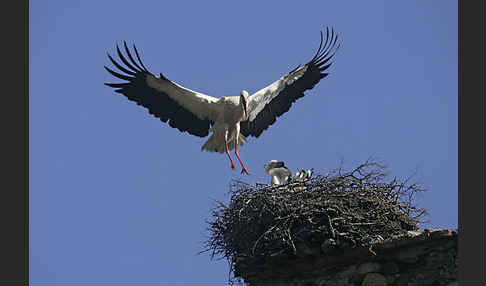 Weißstorch (Ciconia ciconia)