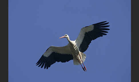 Weißstorch (Ciconia ciconia)