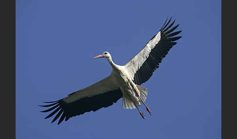 Weißstorch (Ciconia ciconia)