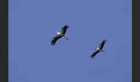 Weißstorch (Ciconia ciconia)