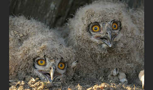 Uhu (Bubo bubo)