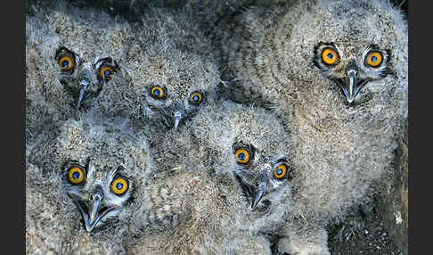 Uhu (Bubo bubo)