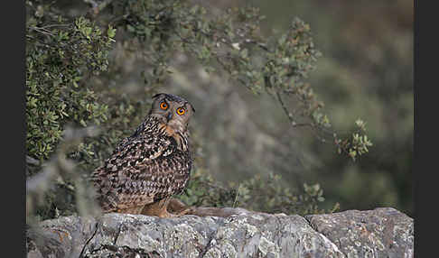 Uhu (Bubo bubo)