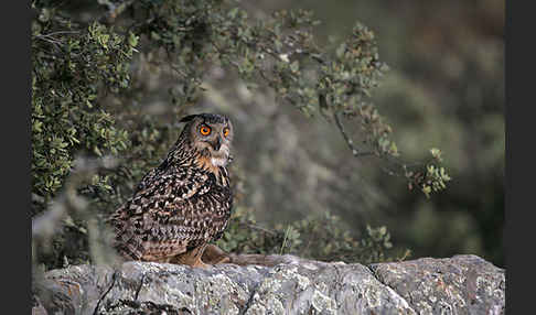 Uhu (Bubo bubo)