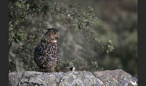 Uhu (Bubo bubo)