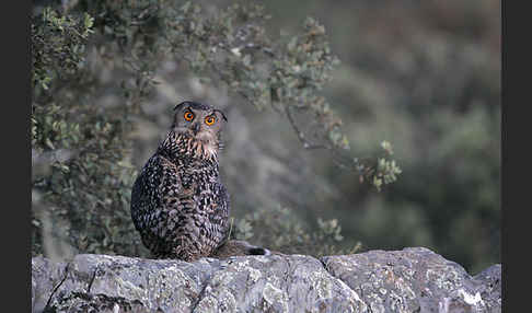 Uhu (Bubo bubo)