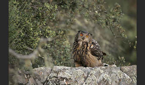 Uhu (Bubo bubo)