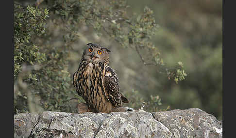 Uhu (Bubo bubo)