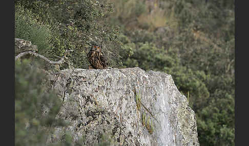 Uhu (Bubo bubo)