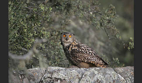 Uhu (Bubo bubo)