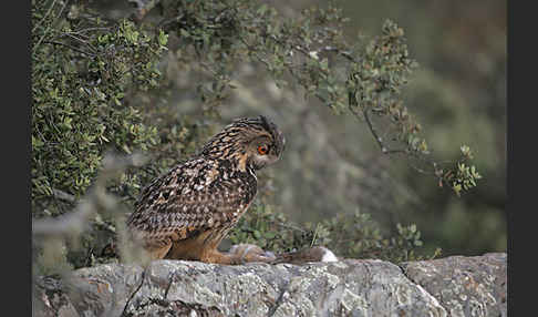 Uhu (Bubo bubo)