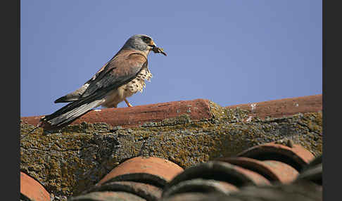 Rötelfalke (Falco naumanni)