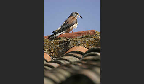 Rötelfalke (Falco naumanni)