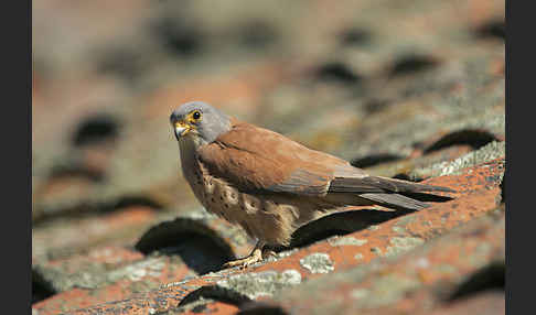 Rötelfalke (Falco naumanni)