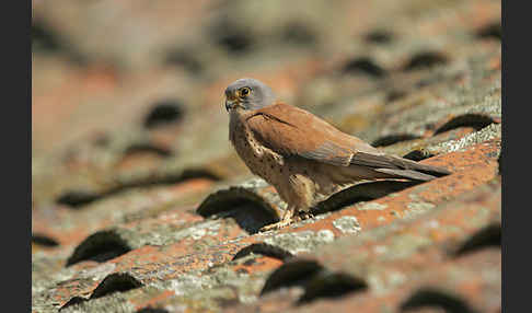 Rötelfalke (Falco naumanni)