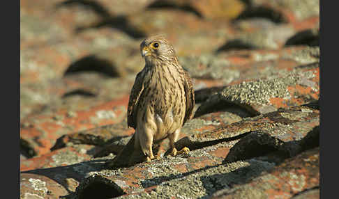 Rötelfalke (Falco naumanni)