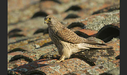 Rötelfalke (Falco naumanni)