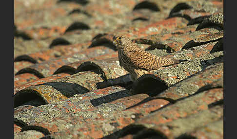 Rötelfalke (Falco naumanni)