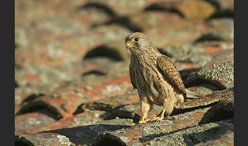 Rötelfalke (Falco naumanni)