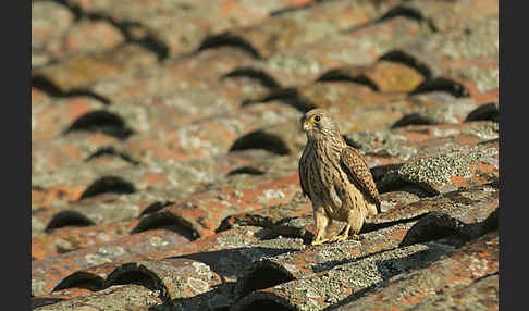 Rötelfalke (Falco naumanni)