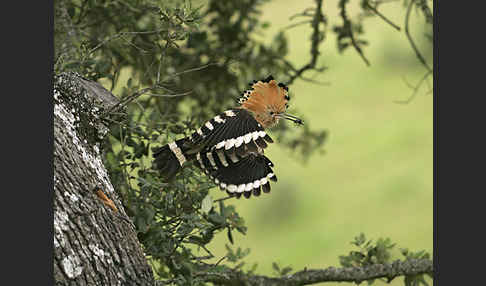 Wiedehopf (Upupa epops)