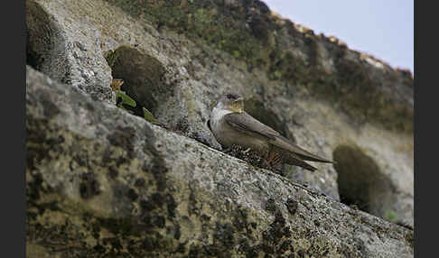 Felsenschwalbe (Ptyonoprogne rupestris)