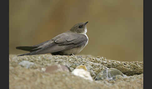 Felsenschwalbe (Ptyonoprogne rupestris)