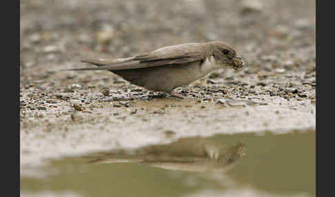 Felsenschwalbe (Ptyonoprogne rupestris)